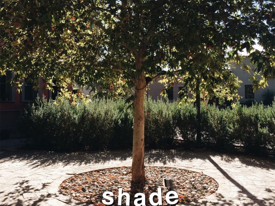 Shade: Walkability in Tucson, by Gabby Abou-Zeid